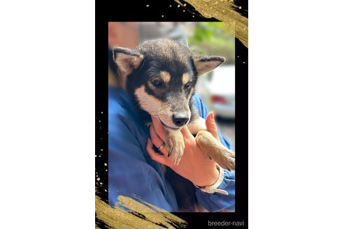 成約済の栃木県の柴犬-361615の3枚目
