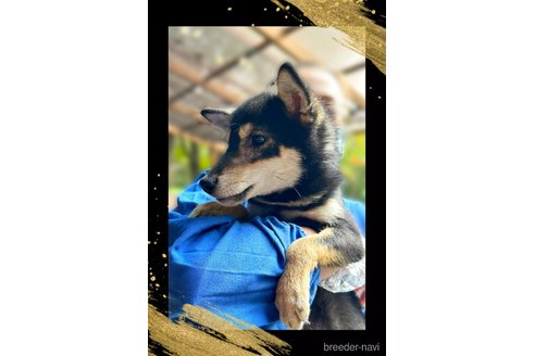 成約済の栃木県の柴犬-361615の4枚目