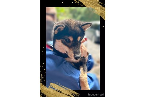 成約済の栃木県の柴犬-361615の2枚目