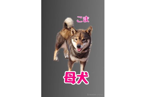 小鞠( こ ま )ちゃん1枚目