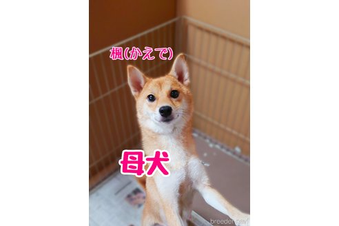 楓( か え で )ちゃん1枚目