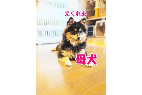 えくれあちゃん1枚目