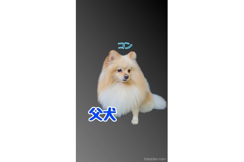 コンくん1枚目
