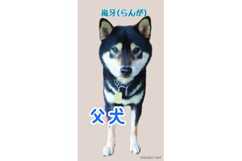 嵐牙( ら ん が )くん1枚目