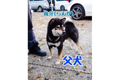 嵐牙( ら ん が )くん1枚目