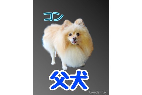 コンくん1枚目