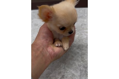 成約済の福岡県のチワワ(ロングコート)-361652の4枚目