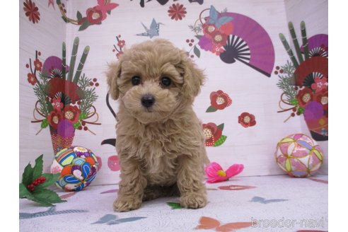 成約済の鳥取県のタイニープードル-361117の2枚目