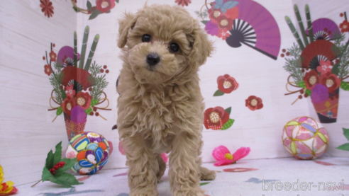 成約済の鳥取県のタイニープードル-361117の1枚目