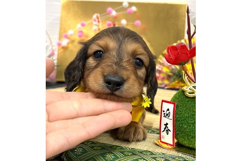 成約済の愛知県のミニチュアダックスフンド(ロングヘアード)-361656の14枚目
