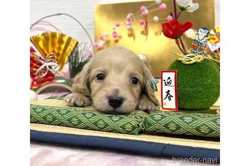 成約済の愛知県のミニチュアダックスフンド(ロングヘアード)-361658の24枚目