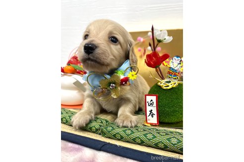 成約済の愛知県のミニチュアダックスフンド(ロングヘアード)-361658の25枚目