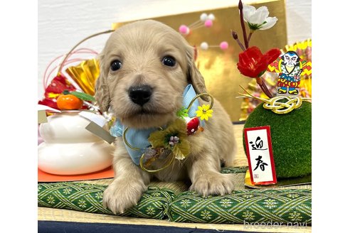 成約済の愛知県のミニチュアダックスフンド(ロングヘアード)-361658の17枚目