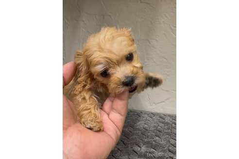 成約済の福岡県のマルプー:マルチーズ×トイプードル-361664の5枚目