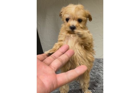 成約済の福岡県のマルプー:マルチーズ×トイプードル-361664の3枚目