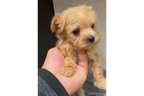 成約済の福岡県のマルプー:マルチーズ×トイプードル-361664の4枚目