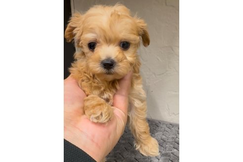 成約済の福岡県のマルプー:マルチーズ×トイプードル-361664の2枚目