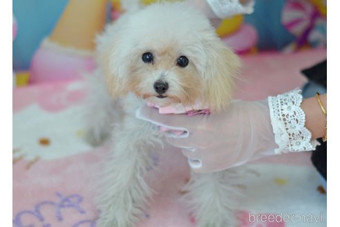 販売中の埼玉県のティーカッププードル-334041の13枚目