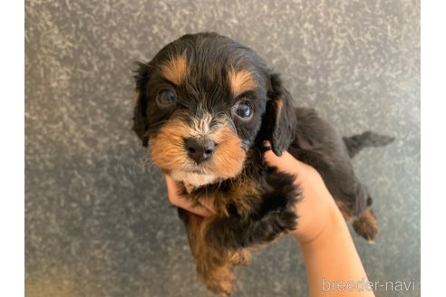 成約済の東京都のキャバプー:キャバリア×トイプードル-355496の2枚目