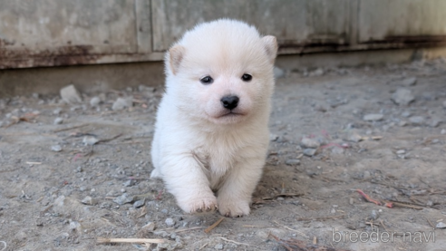 成約済のの柴犬-361717