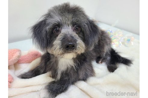成約済の東京都のミックス犬-313006の9枚目