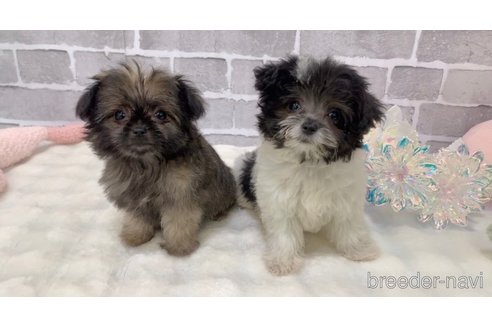 販売中の東京都のミックス犬-352609の8枚目