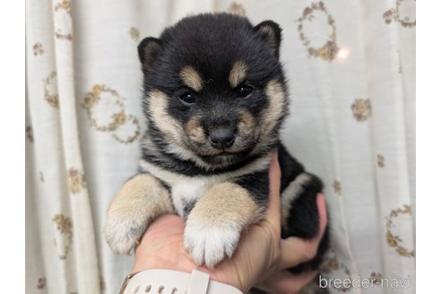 成約済の静岡県の豆柴-361721の1枚目