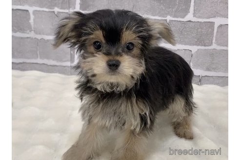 販売中の東京都のミックス犬-351064の16枚目
