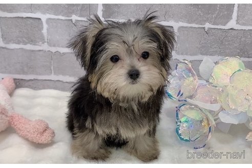 販売中の東京都のミックス犬-351061の19枚目