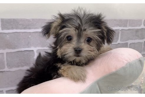 販売中の東京都のミックス犬-351062の9枚目