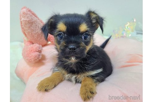 販売中の東京都のミックス犬-351063の12枚目