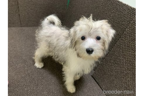 販売中の東京都のミックス犬-319293の24枚目