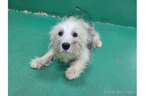 成約済の東京都のミックス犬-319294の9枚目