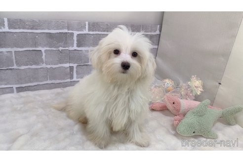 成約済の東京都のマルプー:マルチーズ×トイプードル-340699の3枚目