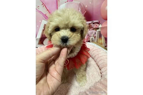 成約済の埼玉県のマルプー:マルチーズ×トイプードル-361728の4枚目