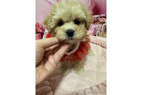 成約済の埼玉県のマルプー:マルチーズ×トイプードル-361728の1枚目
