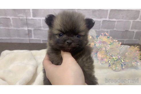 販売中の東京都のポメラニアン-361733の22枚目