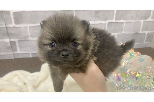 販売中の東京都のポメラニアン-361735の35枚目