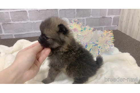 販売中の東京都のポメラニアン-361735の31枚目