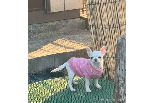成約済の福岡県のチワワ(スムースコート)-348675の12枚目