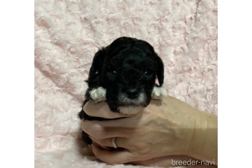 成約済の長野県のトイプードル-362032の8枚目
