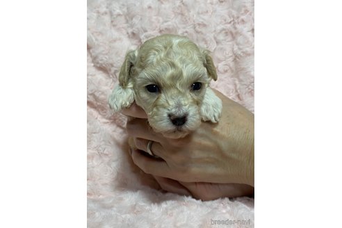 成約済の長野県のトイプードル-362033の4枚目