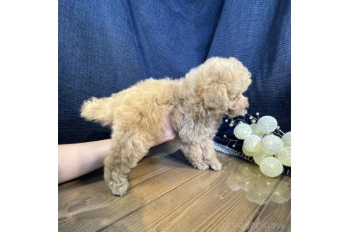 成約済の茨城県のトイプードル-361814の3枚目