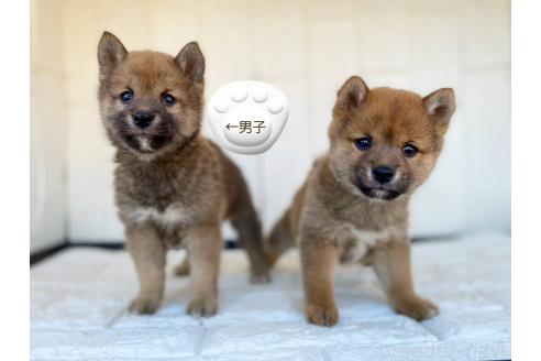 成約済の茨城県の豆柴-358174の55枚目