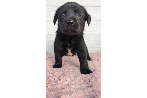 成約済の宮崎県のミックス犬-361834の1枚目