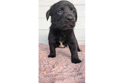 成約済の宮崎県のミックス犬-361834の6枚目