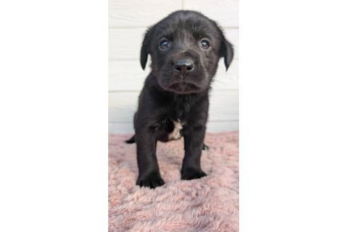 成約済の宮崎県のミックス犬-361834の5枚目