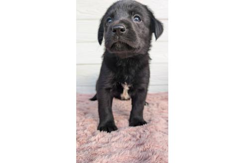 成約済の宮崎県のミックス犬-361834の4枚目
