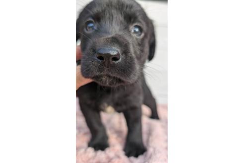 成約済の宮崎県のミックス犬-361834の3枚目