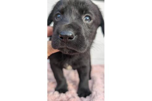 成約済の宮崎県のミックス犬-361834の2枚目